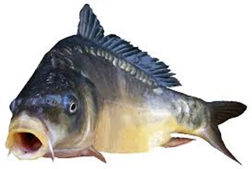 Z(1).png