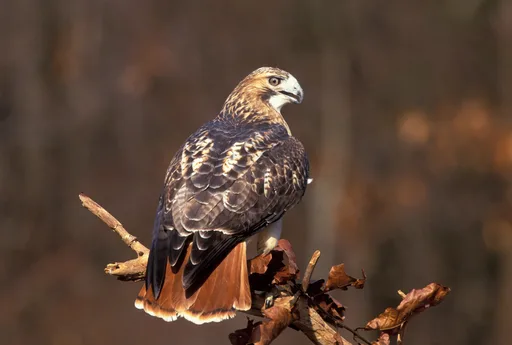 Red-tailed_Hawk_v11-13-016_V.jpg