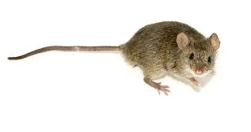 2Q(1).png