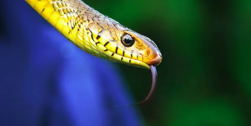snek_1.jpg