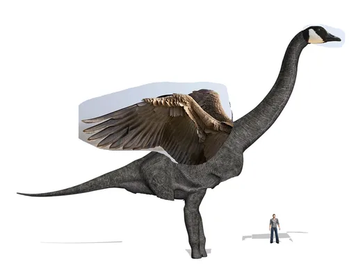 canada_goose.png