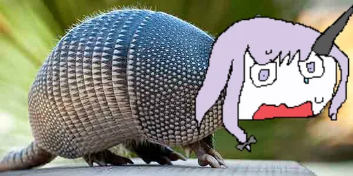 Maxadillo.png