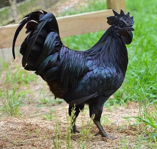 103191339_cockerel2.png