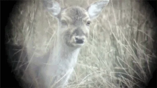 Archived external image