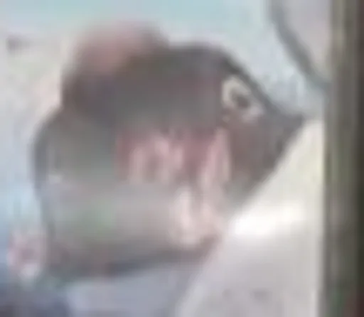 unknown(981).png