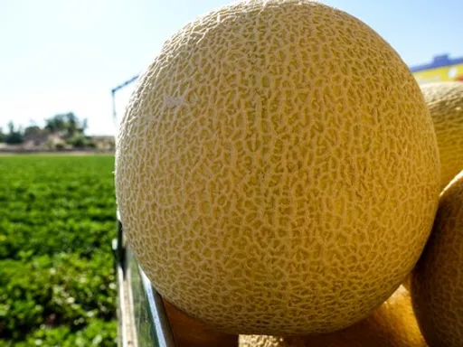 Melon_photo_edited_2.png